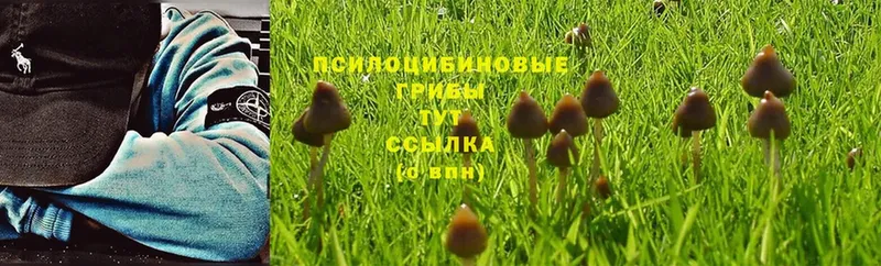 Псилоцибиновые грибы Psilocybe  Дмитриев 